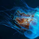 10 Weirdest Animal Adaptations You Won’t Believe Exist